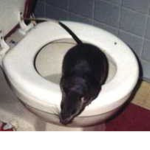 the rats gangs