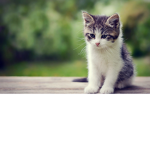 ~anime kittys~