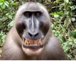 The monkeys groups