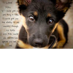 if you are a girl and love puppies