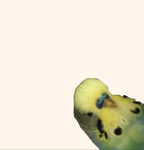 • ¢нιρѕ ¢ℓσтнєѕ •