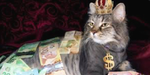 Bobux Cats