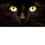 the kitty cat club :D