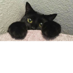 mundo gatuno :D