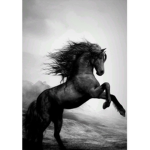 ||~|| Dream Riding Club ||~||