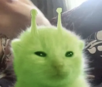 Kittens Clothing <3