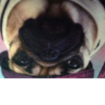 Doug the pug group