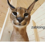 zabloing catty