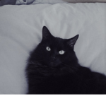 KobeTheCat