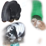 #Bunny squad BBB