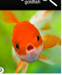 Fish and cool