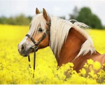 Royalee Horse Academy