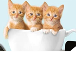 *~+kitty-group+~*