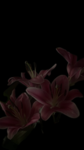 ~•Celestial Flowers•~