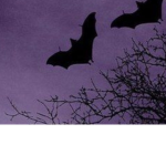 The purges :)