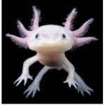 Axolotl Queens