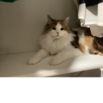 Miss kitty cat :3