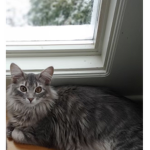 Stormy The cute cat