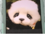 PANDA TIME!!!!!