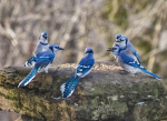 Crow’s Villagers