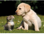 the knd little doggy group(cats)