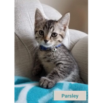 Parsley the cat :>