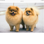 The dumb dogz