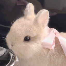 ⋆˚✿˖°