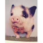 The PInk Piggys