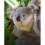 koala.