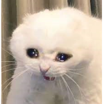 E HEE tehE