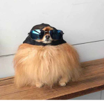 cool dog uwu