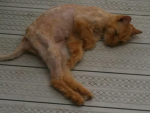 Jrppiggy cats ;]