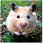 The Sword Fighting Hamsters