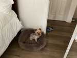 Support my pet dog