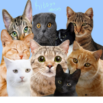 ~Kittys Worlds~