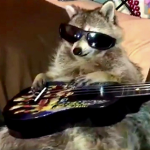 ChillRaccoons