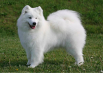 samoyed:)