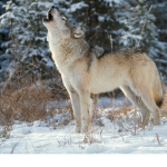 Bestie wolfs
