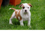 pitbull group<3