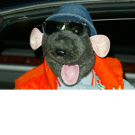 Spy Rats !