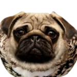Pugs Guild