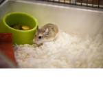 Rockys hamsters friends