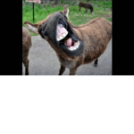 hOrSeY gOeS ##### UvU