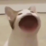 doge and popcat team