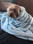 doggy dude123