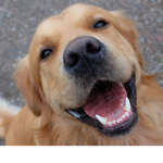 CrazyDoggyGuy