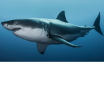 Sharks avatars