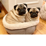 The Pug Military