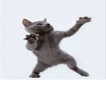 kitty cat dance